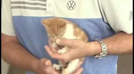 Medford car dealership staff rescue kitten from storm drain – Boston News, Weather, Sports