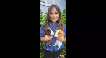 For some kids, guinea pigs are favorites to show at Ramona Junior Fair