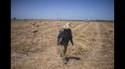 Climate change imperils drought-stricken Morocco’s cereal farmers and its food supply