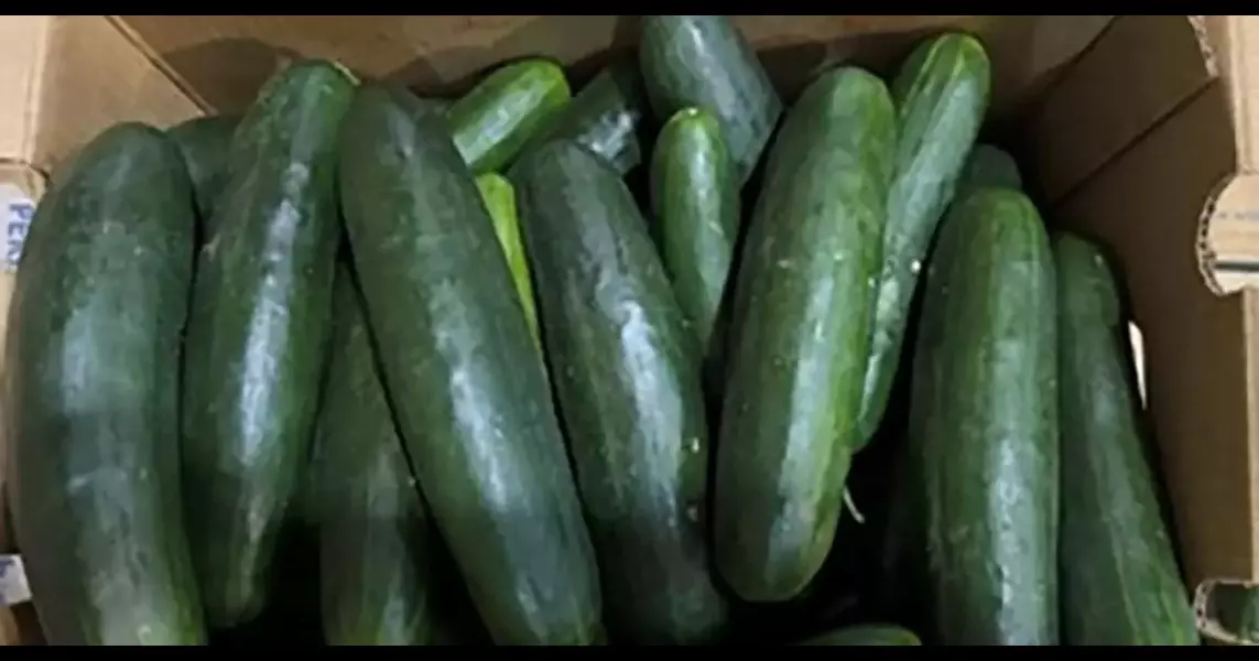 Untreated water tied to salmonella outbreak in cucumbers that sickened 450 people in US