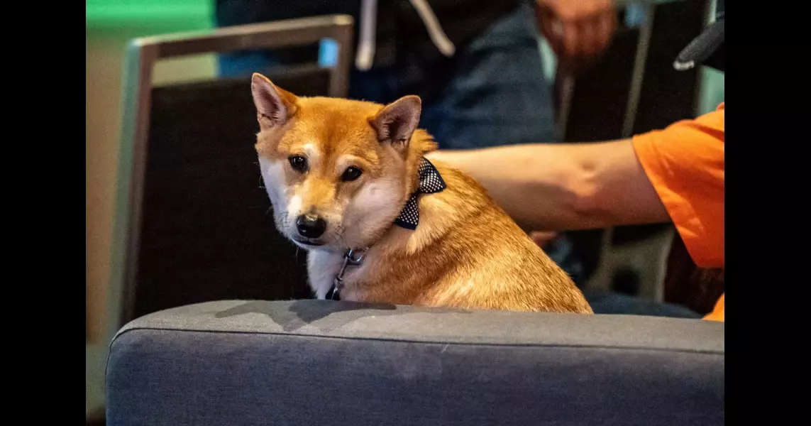 The highlight of Summer Games Done Quick was a very good dog playing 16-bit baseball