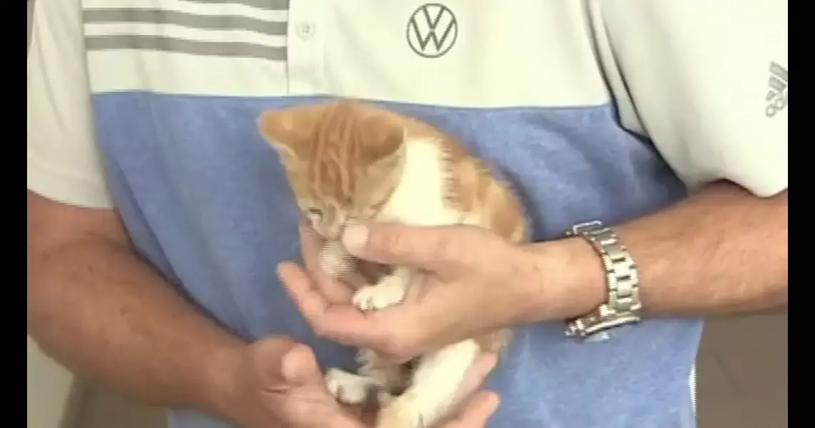 Medford car dealership staff rescue kitten from storm drain – Boston News, Weather, Sports