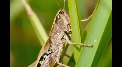 Mass breeding of desert locusts unlocks new food source