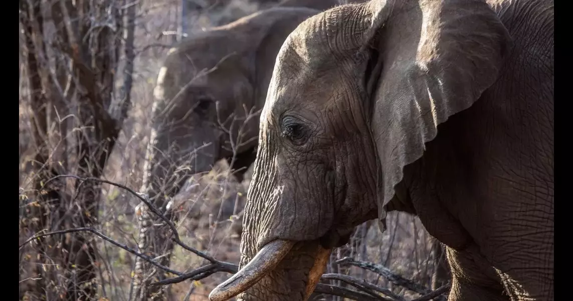 Elephants trample tourist to death in South Africa after he left car to take photos