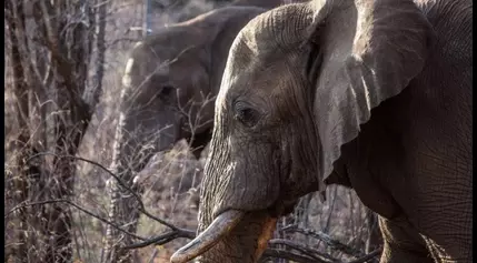 Elephants trample tourist to death in South Africa after he left car to take photos