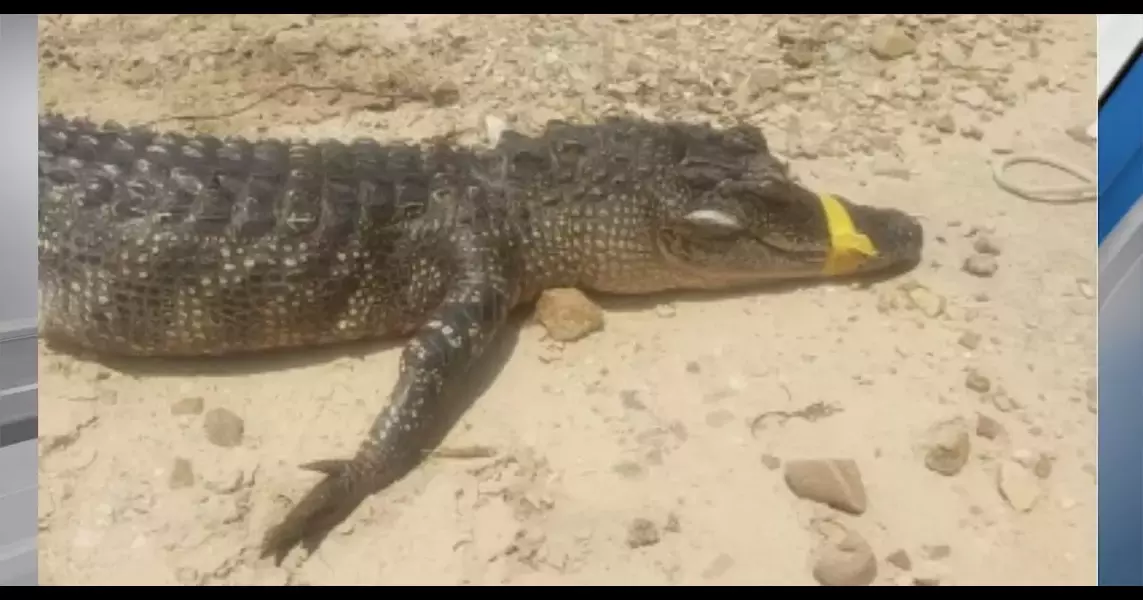 Game wardens investigating alligator poaching in Choctaw County