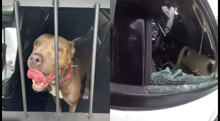 Hot, distressed Florida dog left alone in car in 90-degree heat