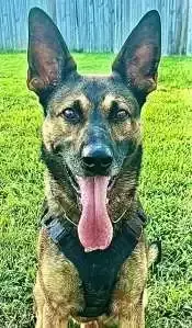 Shreveport Police K9 Enzo arrests 15-year-old suspect