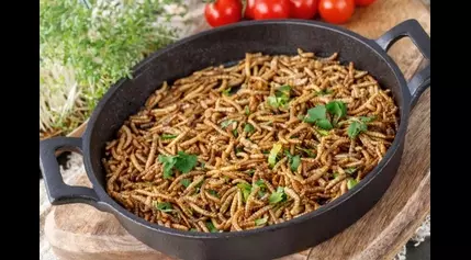 This country just approved 16 insects as food