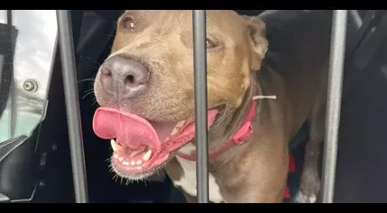 Officers break car window to rescue dog locked in blazing hot car