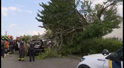 Tree falls on car in Scranton