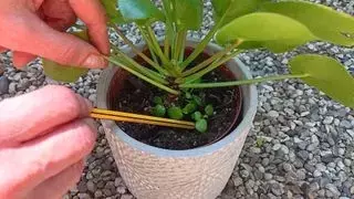 Double your money: How to propagate a Chinese money plant