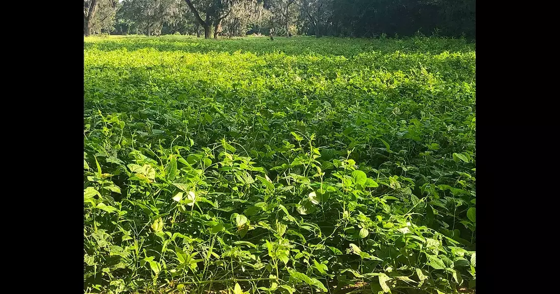 Diversify your food plots