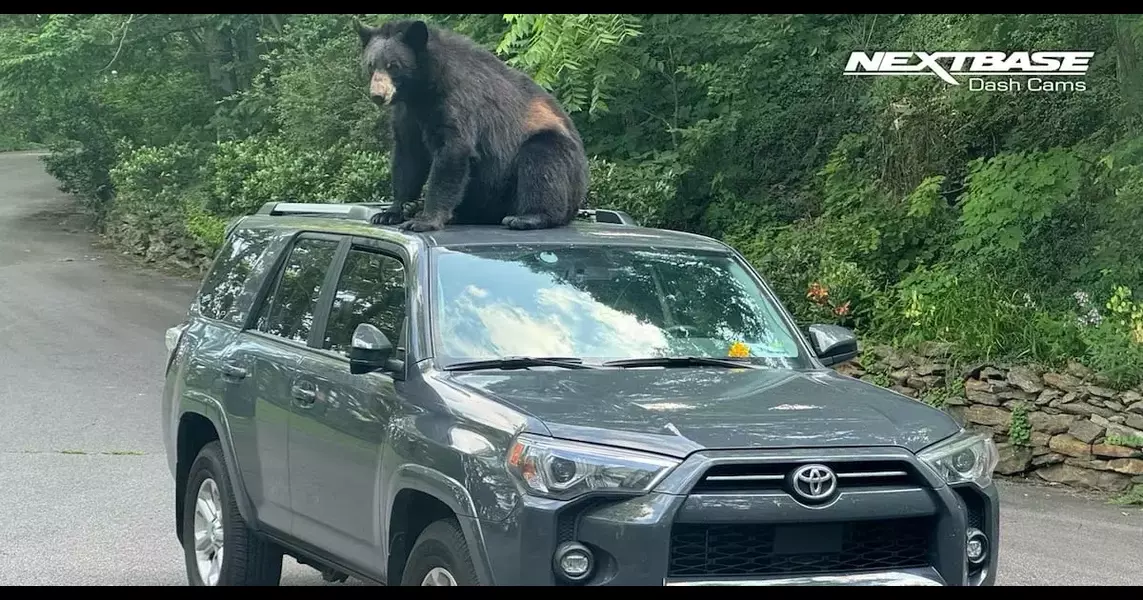 Caught on Cam: Curious bear climbs car in Asheville