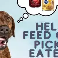 HES needing canned dog food donations for picky eaters