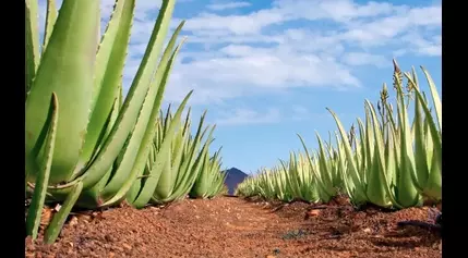 How Aloe vera’s medicinal properties make it essential in medicine, cosmetics, and food products