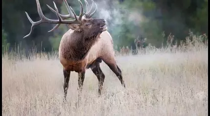 Massive Elk Charges Car In Crazy Video