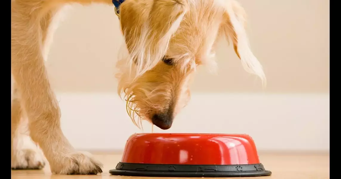 UK first in Europe to approve lab-grown meat for pet food