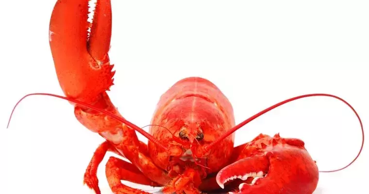 Cousins Maine Lobster food trucks coming to Indiana