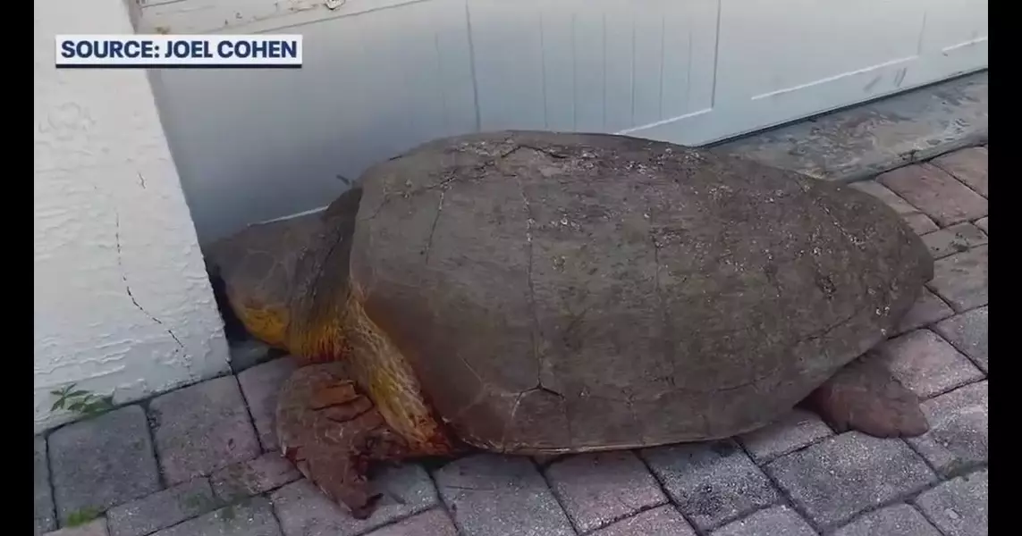 300lb loggerhead sea turtle hit, killed by car in Brevard County