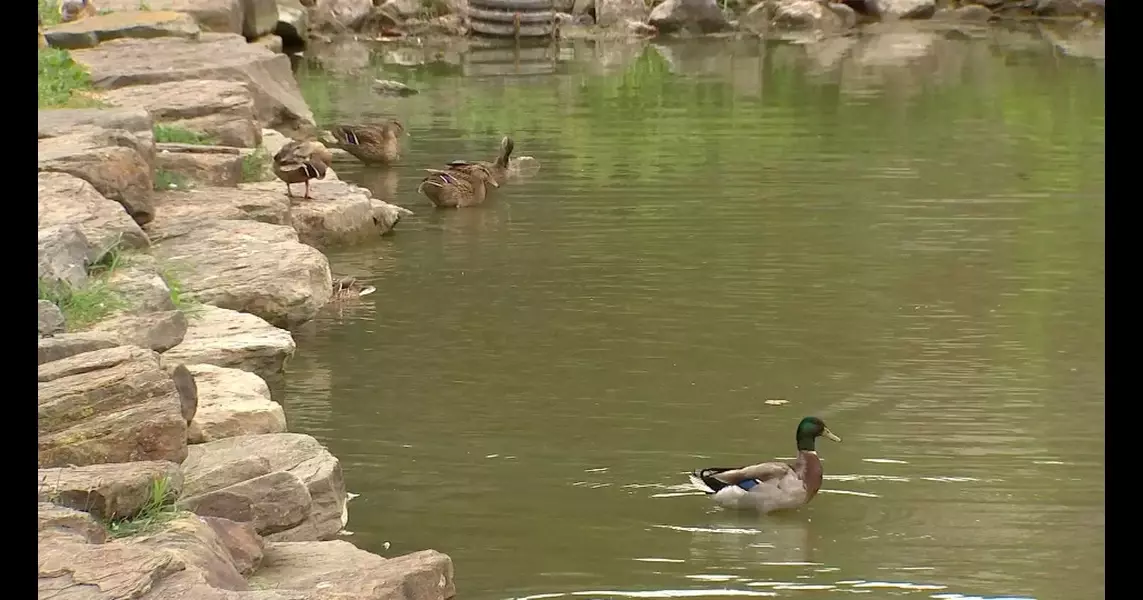 Rennerdale Volunteer Fire Department raising money for pond rehabilitation