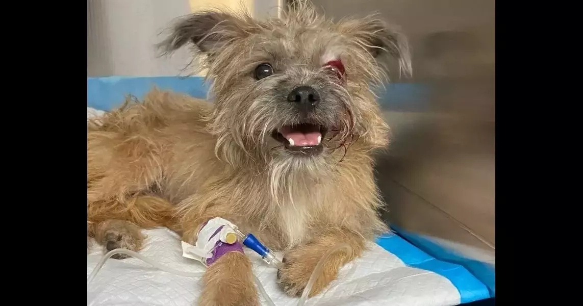 Dog Abandoned In Woods In Canton, Then Hit By Car: ACO