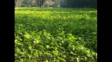 Diversify your food plots