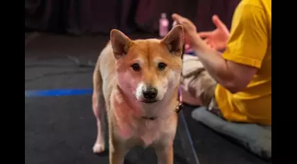 Peanut Butter plays video games for charity. He’s a Shiba Inu.