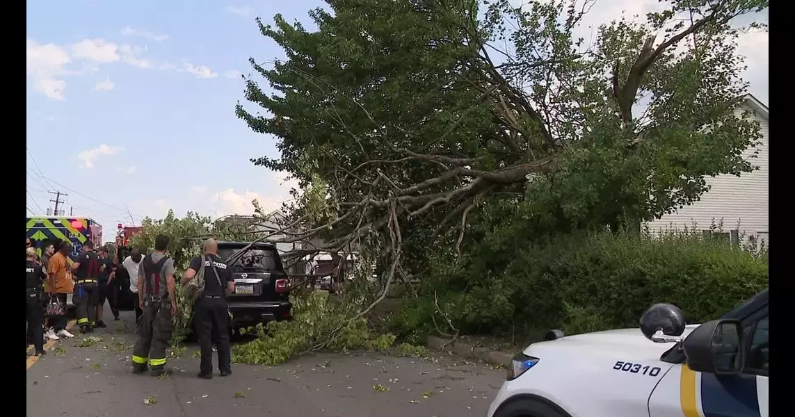 Tree falls on car in Scranton