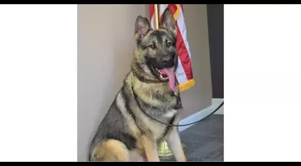 K-9 dies after being locked in hot car overnight