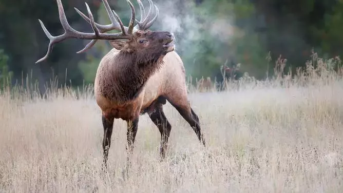 Massive Elk Charges Car In Crazy Video