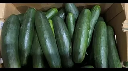 Untreated water tied to salmonella outbreak in cucumbers that sickened 450 people in US