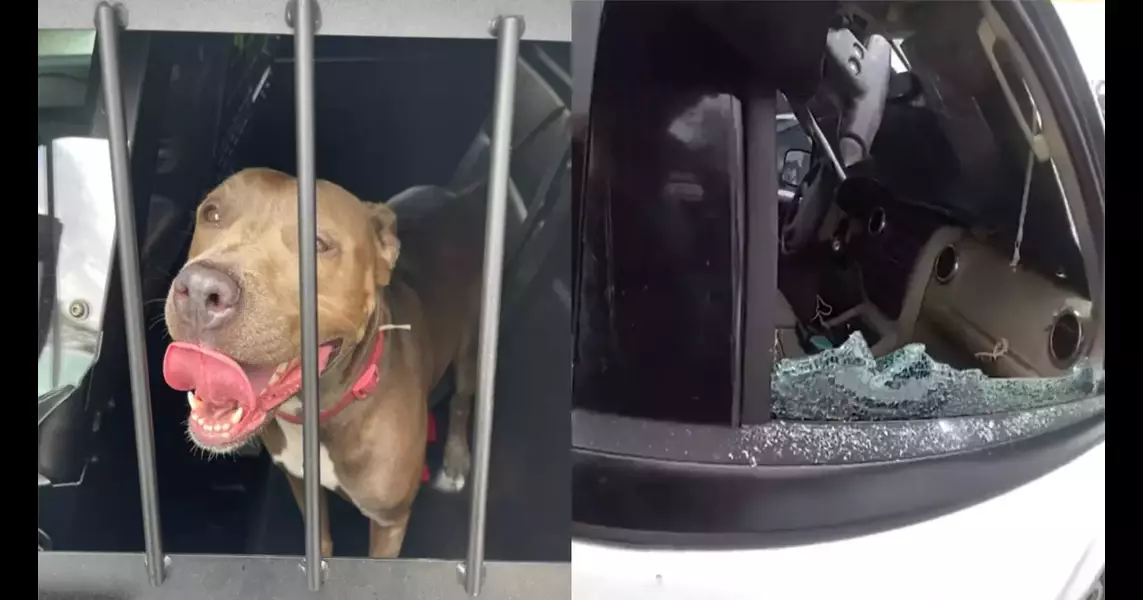 Hot, distressed Florida dog left alone in car in 90-degree heat