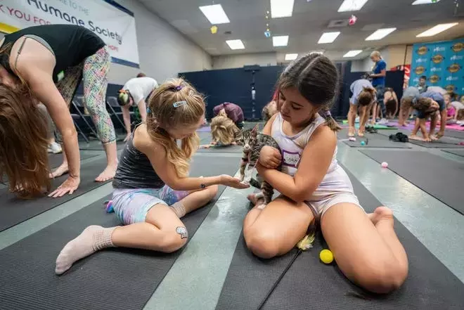 See photos of Austin Humane Society’s cat yoga as part of the summer kids series program