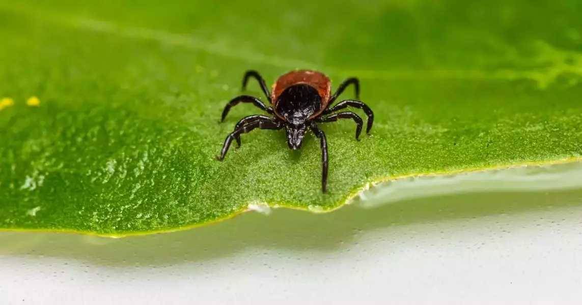 Gillibrand requests federal money to fight tick-borne illnesses