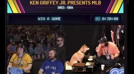 Peanut Butter The Dog Hits A Two-Run Blast, And The Crowd Goes Wild