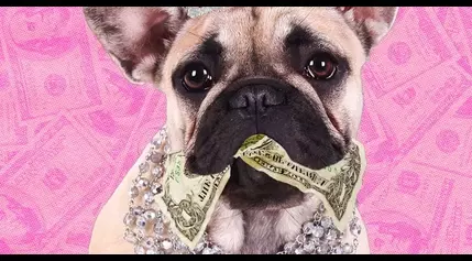 The Money Real Talk You Need To Know Before You Get A Pet