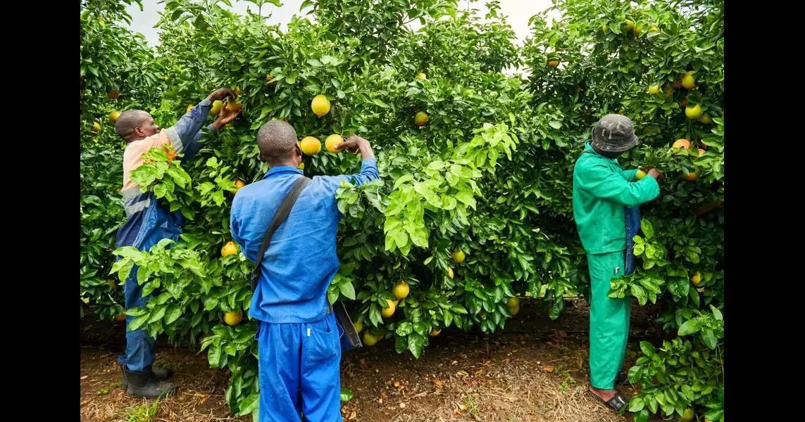 Why China is seeking to boost South African food exports