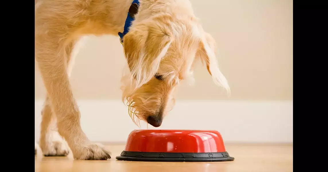 Dog and cat food recalled for ‘potential health risk to people and pets’