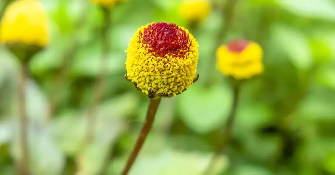 ‘Brain’ and ‘eyeball’ plants, oh my — fun ideas for gardening with kids