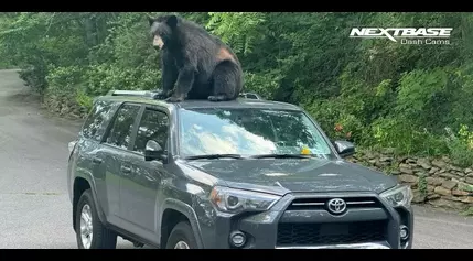 Caught on Cam: Curious bear climbs car in Asheville