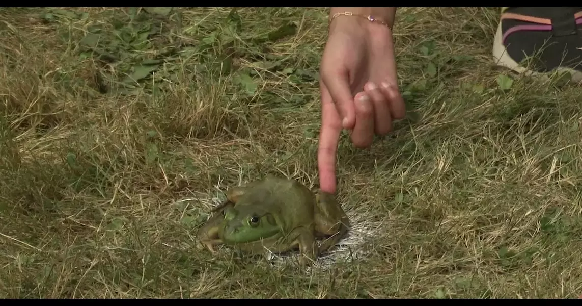 Frog jumping contest caps off 40th annual Osceola Music Festival