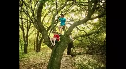 Tree Talk: Let the Kids Climb!