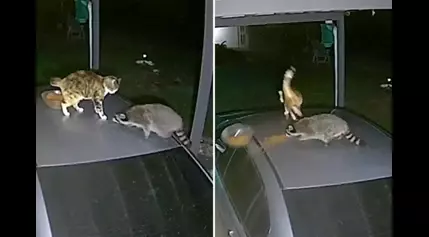 Watch cat and raccoon go head to head over bowl of food: ‘Traumatized’