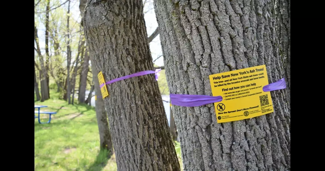 Massena gets grant money to remove and replace ash trees