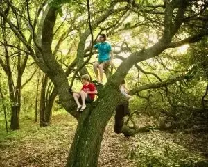 Tree Talk: Let the Kids Climb!