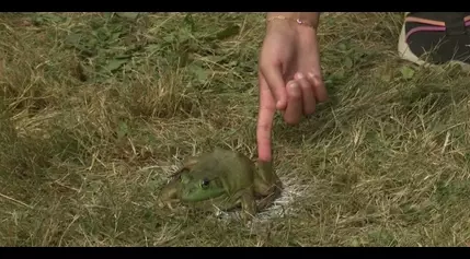 Frog jumping contest caps off 40th annual Osceola Music Festival