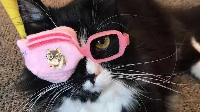 ‘Truffles is just like me:’ How a Pennsylvania cat makes kids feel proud to wear glasses