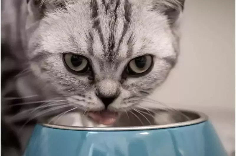 Improving cat food flavors with the help of feline taste-testers