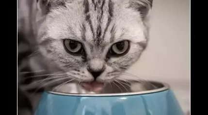 Improving cat food flavors with the help of feline taste-testers